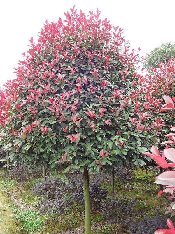 叢生喬木還能火多久？